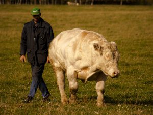 chov a prodej plemenných hospodářských zvířat - plemenného skotu Gasconne a Belgické modrobílé